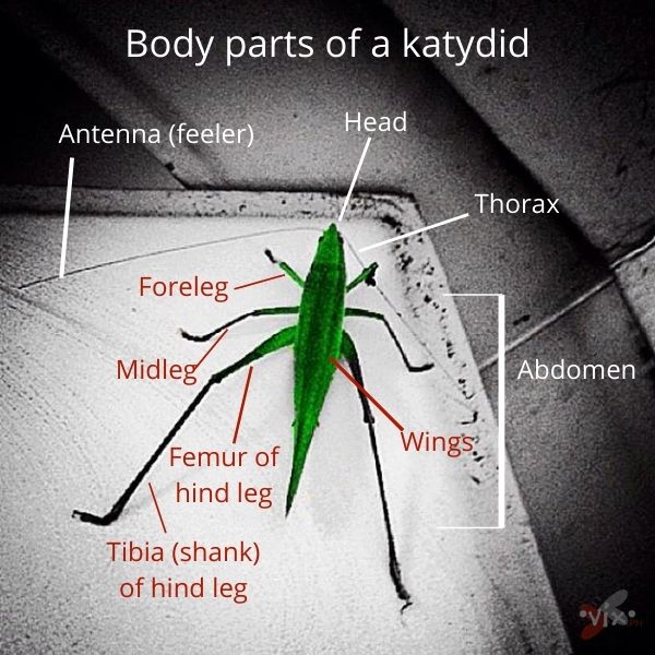 body parts of a katydid by VixMaria-min