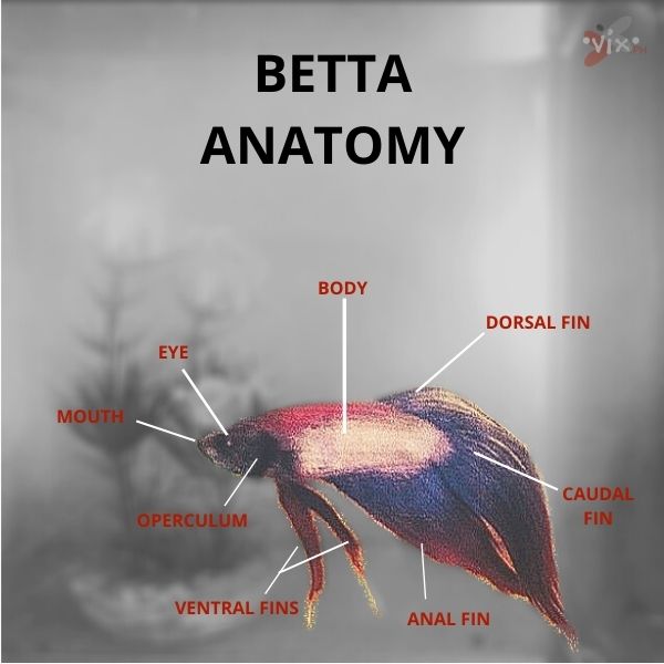 Betta body parts